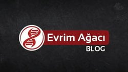 Herkese Açık Değil Sadece Öyle Görünüyor
