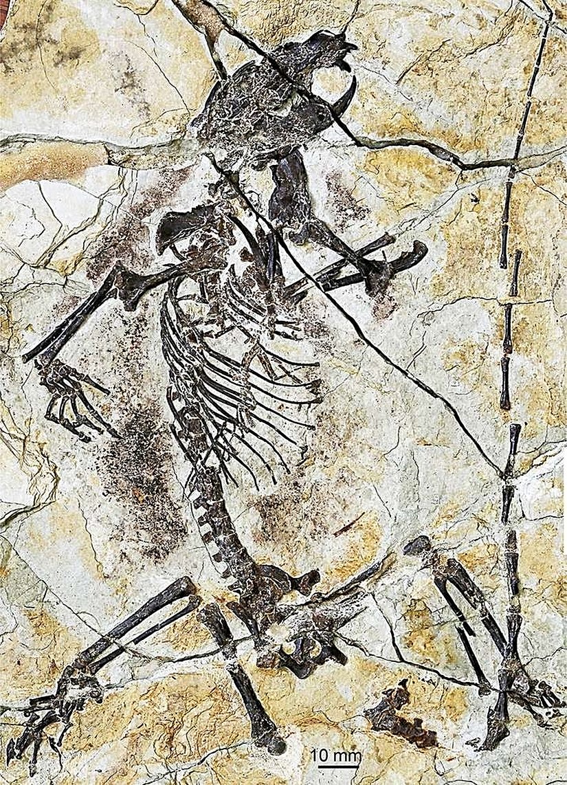 Yeni bulunan haramiyid fosili; tür adı: Shenshou lui...