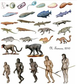 Canlılar tarihindeki ilk evrimi hangi canlılar geçirmiştir ve henüz canlı veyacansız olunduğubilinemeyen virüsler  bakterilergibievrim geçirebilir mi?