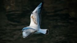 Martıgiller (Laridae)