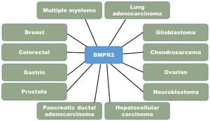 BMP Signaling Influences Neuroblastoma Cell Response To Retinoic Acid