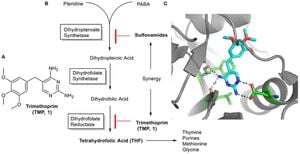 New Drug Candidates Show Promise Against Trimethoprim Resistance