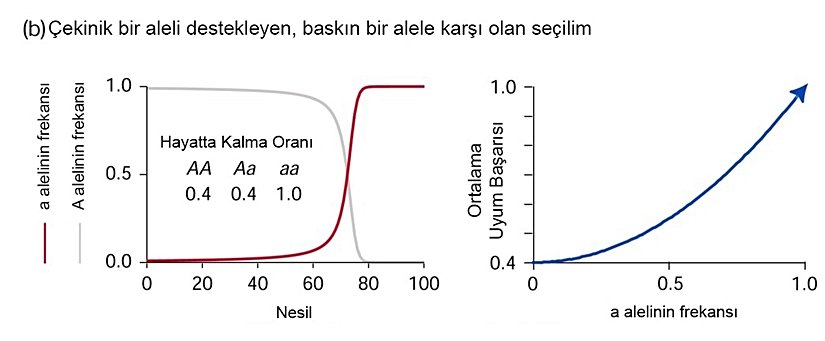 Burada ise tam tersi bir durum görülmektedir. Ancak bu defa işler birazcık daha karışıktır. Çünkü çekinik olan a alelini destekleyen bir seçilim baskısı vardır. Ancak dikkat edilmesi gerekir ki, Aa genotipinde eğer ki eşbaskınlık gibi bir durum yoksa, a alelinin bulunması hiçbir şeyi değiştirmez. Çünkü baskın olan A aleli, zaten daha başından a alelinin etkisini ortadan kaldıracaktır. Dolayısıyla a avantajlı olsa bile bu bireye yansıyamayacaktır. Bu sebeple a aleline yönelik pozitif seçilim olduğunda, yalnızca homozigot çekinik (aa) bireylerde evrimsel uyum başarısında artış görülür. Diğer iki genotipin uyum başarısı daha düşük olacaktır. Örneğin burada rastgele bir şekilde 0.4 değeri verilmiştir (başka bir değer de olabilirdi). Bu durumda yine S-benzeri bir şekilde değişim görürüz; bu hiç değişmez. Ancak S'in şekli farklılaşmıştır. Buna rağmen, ortalama uyum başarısının yine de arttığını görmekteyiz. Tek fark, a'nın çekinik olmasından ötürü ortalama uyum başarısına etkisi de birazcık daha yavaş olmasıdır. Bu sebeple popülasyonun ortalama uyum başarısının daha yavaş bir şekilde arttığını; ancak yine de daima arttığını görürüz.