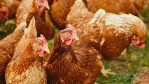 Ukraine's Poultry Industry Thrives Amid War Challenges