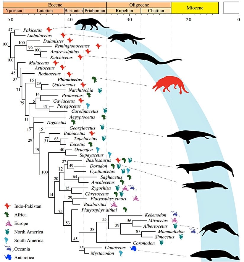 Balina evrimi ve keşfedilen fosillerin paleocoğrafyası.