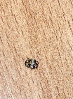 Evimde uğur böceğine benzeyen 50-60 tane her yerde dolanan böceklerden görmeye başladım bunlar nedir?