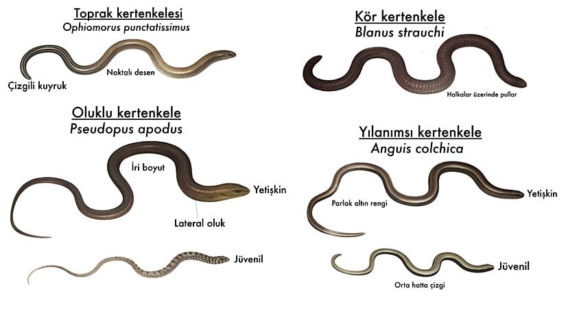 Türkiye'de yaşayan "yılan olmayan" uzuvsuz sürüngenler. Kör kertenkele, Amphisbaenia isimli, kertenkeleler ile yakın akraba olan farklı bir taksona üyedir.