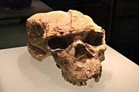 1 million-year-old Yunxian skull redefines human evolution and Denisovan origin
