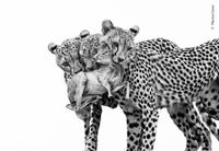 Wildlife Photographer Of The Year: Sneak Peek At 15 Stunning Images