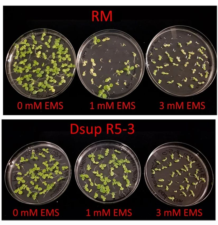 14 gün boyunca farklı dozlarda etilmetan sülfonat'a (EMS) maruz kalan tütün fidanları. Dsup R5-3 adı verilen bireyler Dsup proteinini ifade edebilenler, RM'ler ise herhangi bir işlem yapılmamış kontrol grubumuz. Her petride 20 ila 27 sayıları arasında değişen fidanlar bulunmaktadır.