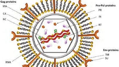 Retrovirüs Nedir? Retrovirüsler, Bilim İçin Neden Önemlidir?