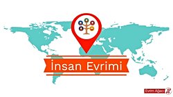 İnsan Evrimine Kısa Bir Bakış