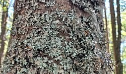 Bu ağacın üzerindeki şey nedir?