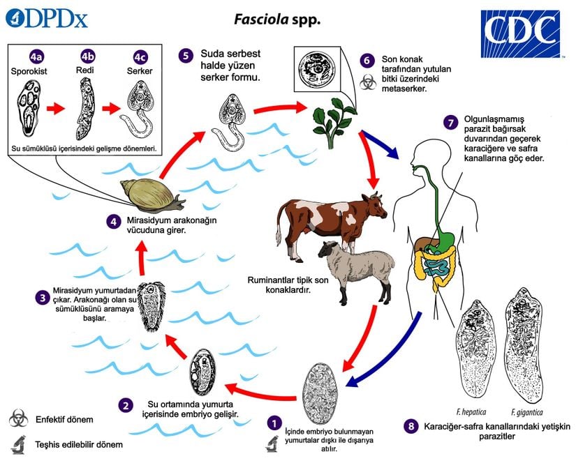 Fasciola hepatica yaşam döngüsü.