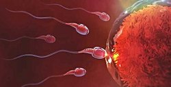 Yumurtaya sadece tek bir sperm giriyorsa diğer spermlere ne oluyor? Bu spermler dişide kalmaya devam mı ediyorlar?