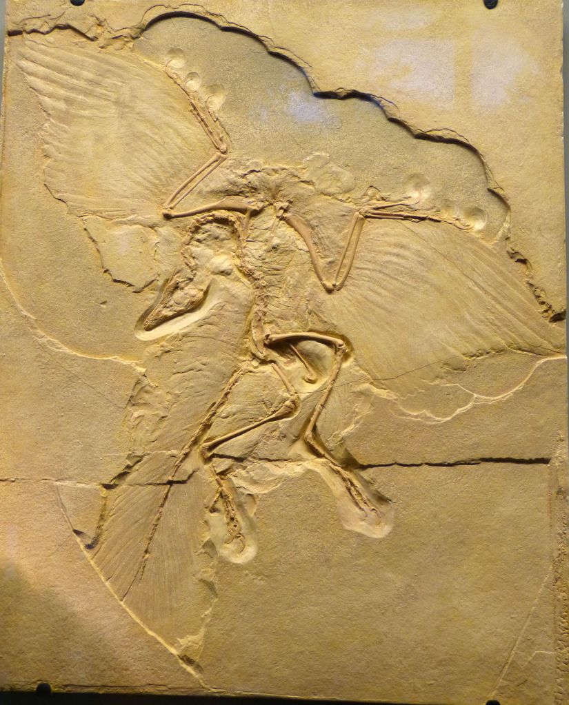 Archaeopteryx