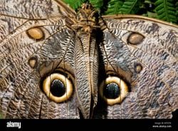 Hawk moth caterpillar ve owl butterfly gibi hayvanlar nereden biliyor bu taklit ettikleri diğer türlerin onlara fayda sağladığını?