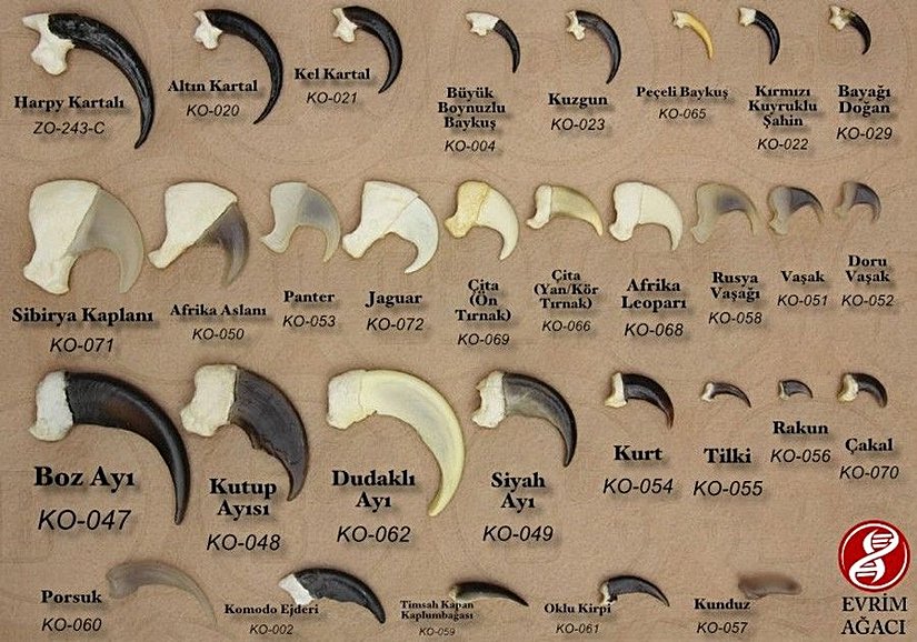 Bu ilginç görselde vahşi doğada hayatta kalmak için pençelere ihtiyaç duyan 25 yırtıcının pençe boyları ve yapıları yan yana kıyaslanmaktadır.