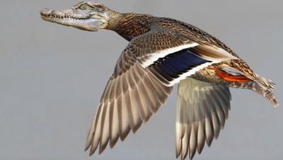 Crocoduck Nedir? Evrim Karşıtlarının Ara Türler Hakkındaki Yanlış Argümanlarından Biri Daha!