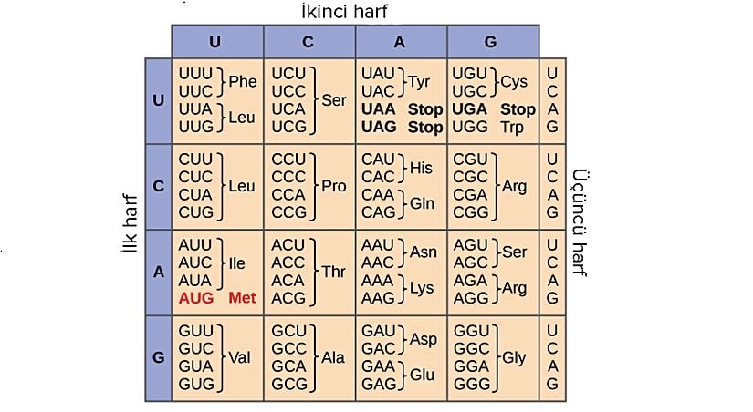 Bu şekil, mRNA’daki her bir üçlü nükleotidin ya da kodonun, bir amino aside veya yeni oluşmaya başlayan bir proteinin sonlanma (terminasyon) sinyalini göstermektedir.