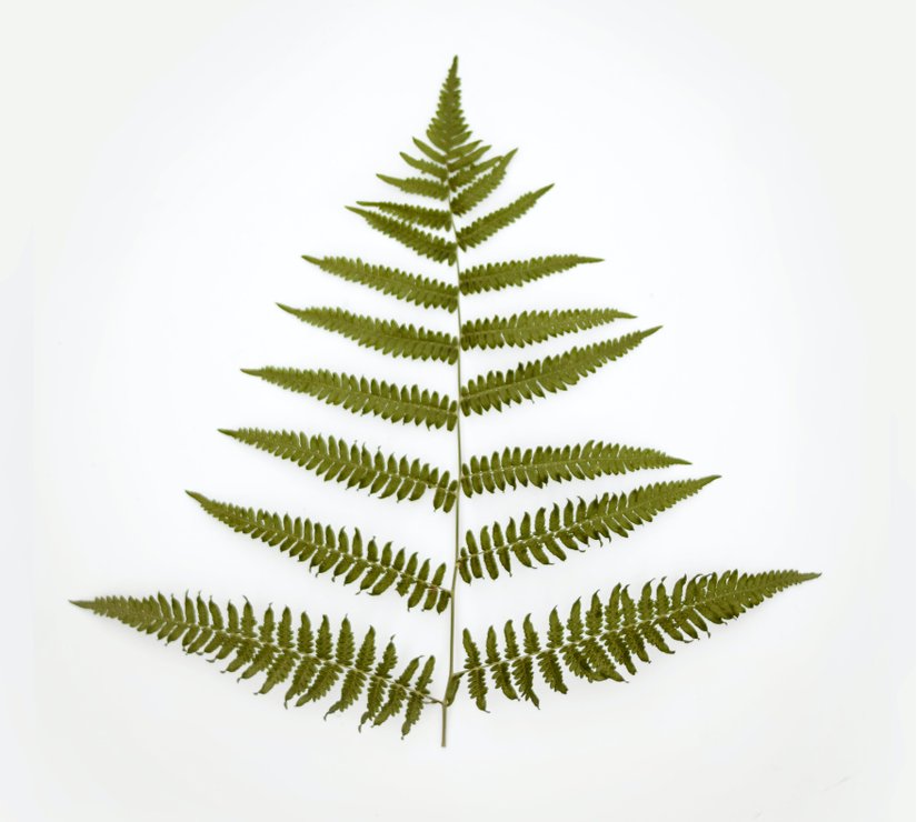 Eğrelti Otu nemli, ıslak ve sulak yerlerde yetişen Silisli topraklarda yaşamını sürdüren  karmaşık üreme sistemine sahip bir bitkidir.