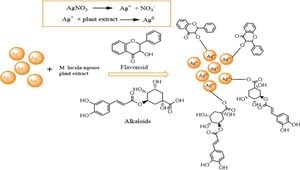 Sustainable Silver Nanoparticles Synthesis From Male Papaya Flowers Enhances Antibacterial And Anticancer Efficacy