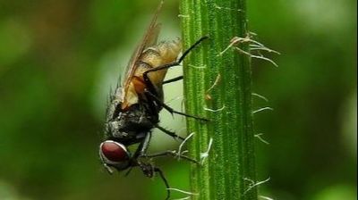 Karasinek (Musca domestica)