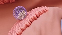 Hamileliğin 3. Haftasında Neler Olur? İmplantasyon Nedir ve Nasıl Gerçekleşir?