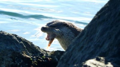 Sansargiller (Mustelidae)