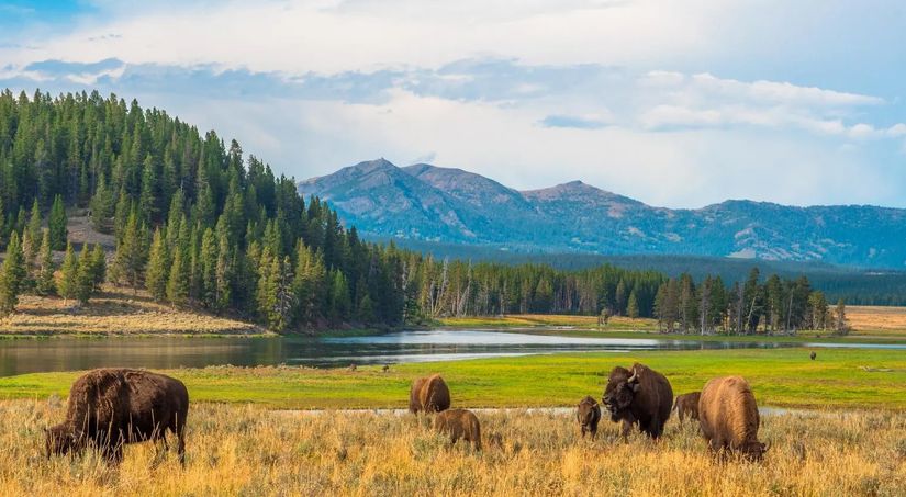 Yellowstone Milli Park'ın şuan ki görüntüsü.