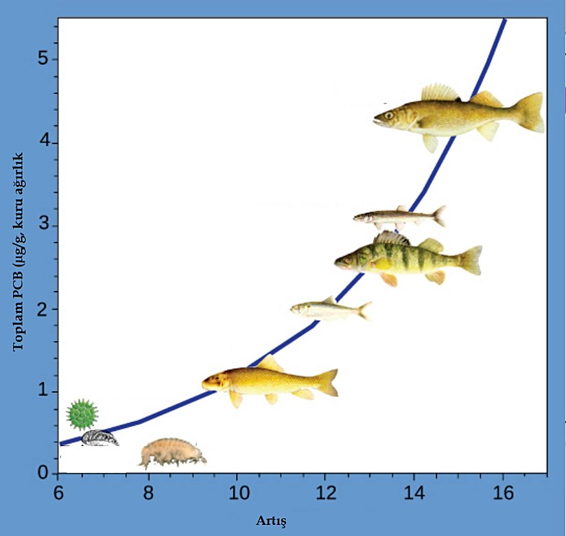 Bu grafik, Huron Gölü'nün Saginaw Körfezi ekosistemindeki çeşitli trofik düzeylerde bulunan PCB konsantrasyonlarını göstermektedir. Daha yüksek trofik seviyelerdeki balıkların daha düşük trofik seviyelerdekilere göre daha fazla PCB biriktirdiği dikkat çekmektedir.