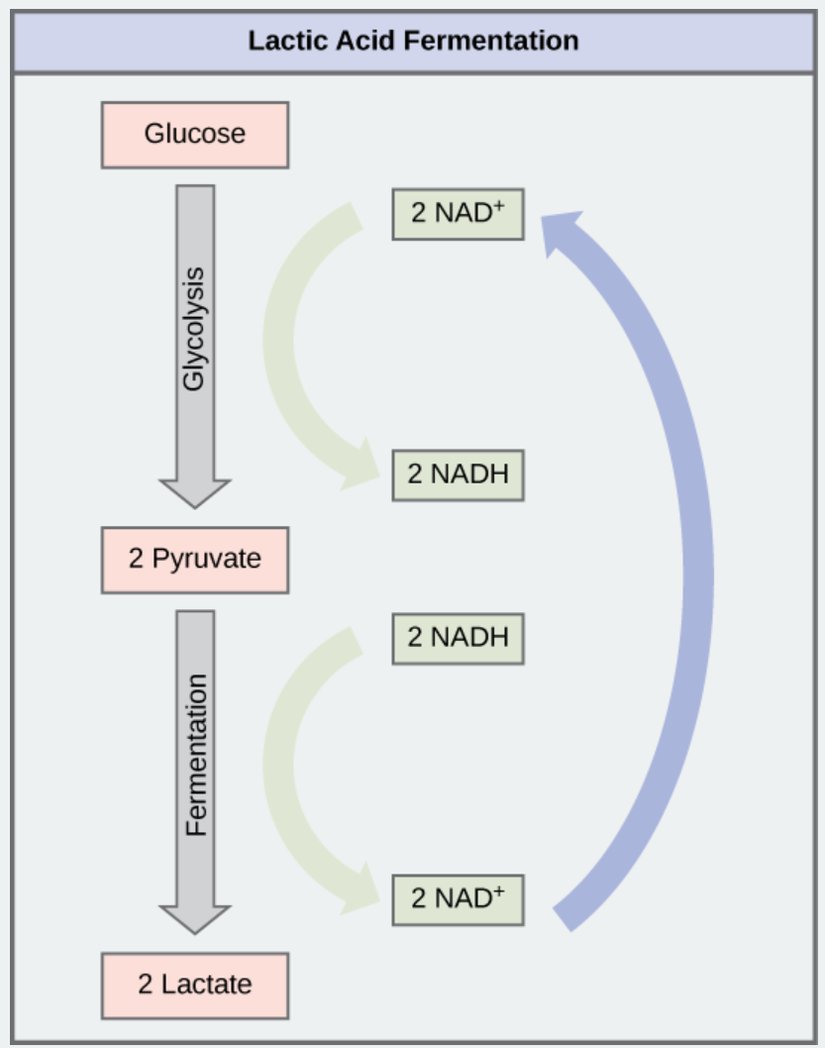 Laktik asit fermantasyonu, kullanım nedeniyle yorgun düşen kaslarda yaygındır.
