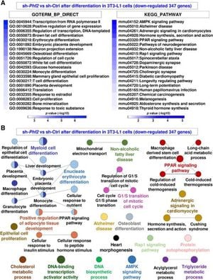 Key Role Of PHF2 Revealed In Lipid Metabolism Regulation