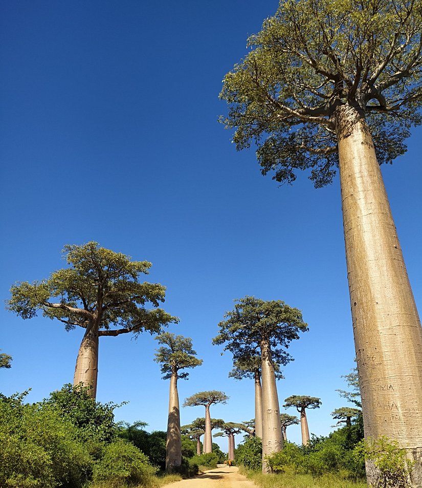 Baobab Vadisi, Morondava, Madagaskar