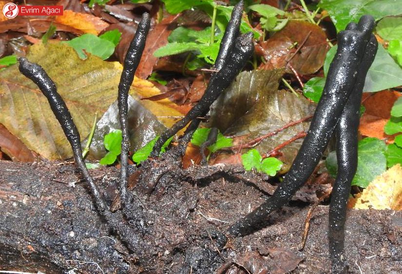 Samsun'da gözlemlediğimiz, adeta ölü bir adamın parmağını andıran Xylaria longipes mantar türü.