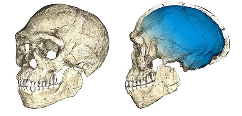 Jebel Irhoud fosilinin rekonstrüksiyonu.
