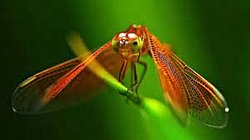 Böceklerin vücudunda neden kan yoktur ve bunun yerine ne vardır?