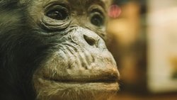 Otizm'in, Neandertal Gen Varyantından türediğine dair kanıtlar