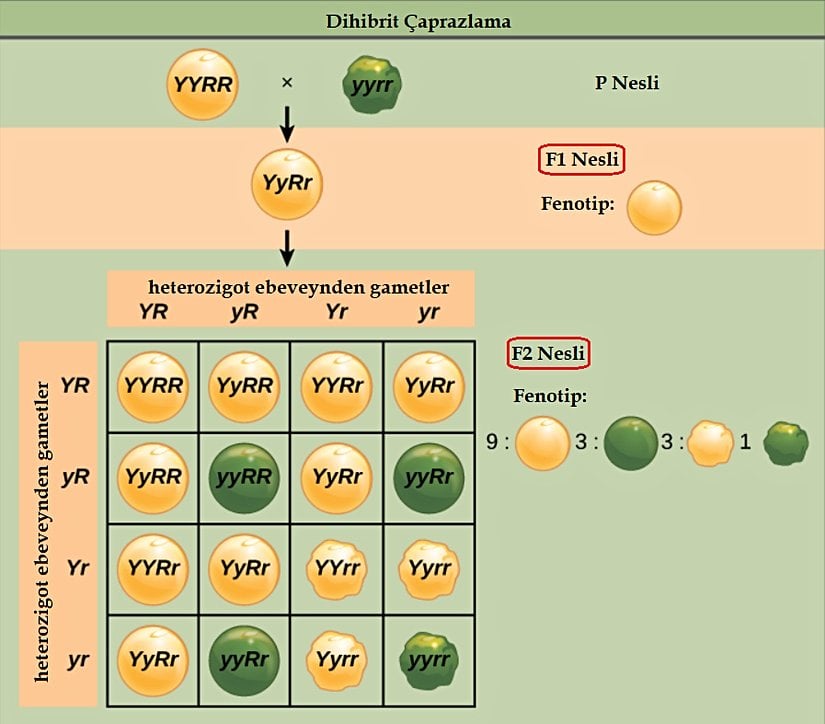 Tohum rengi ve doku bağlamında düzenlenmiş bir dihibrit çaprazlama. P neslinin çaprazlanması, iki özellik için de heterozigot olan bir F1 neslini meydana getirir. F2 neslinde görülen 9:3:3:1 fenotipik oran ise Punnett Karesi ile bulunur.
