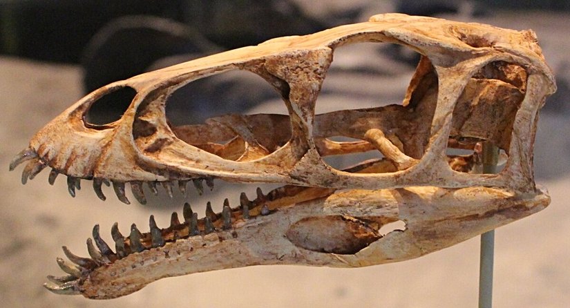 masiakasaurus fosili