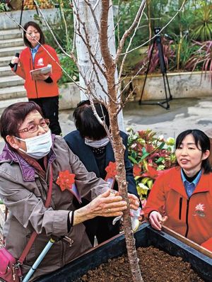 Fragrant Cherry Blossoms Planted For Everyone To Enjoy