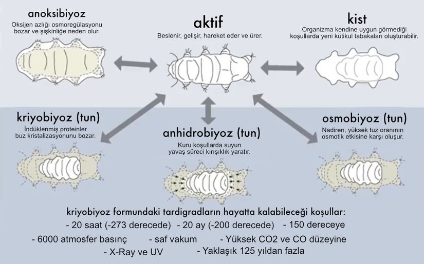 Tardigradlar üzerinde yapılan çalışmalar sonucu 1971 senesinde Crowe tarafından tespit edilen 5 farklı kriptobiyoz türü.