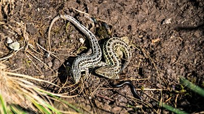 Cüce kertenkele (Parvilacerta parva)