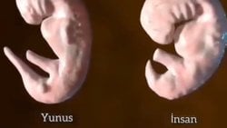 Yunus ve İnsan embriyoları neden fazlasıyla benzerdir?