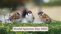 World Sparrow Day 2025: Theme, History, Significance and How is it Celebrated