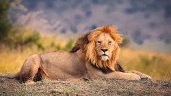 Karnivor Nedir? Karnivor Canlılar