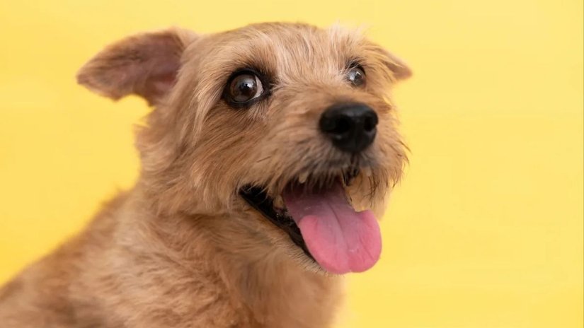 Köpeklerin Beden Dili Nasıl Okunur?