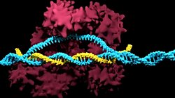 CRISPR-Cas9: Nedir? Son Gelişmeler Neler? Bu Teknoloji Bize Ne Gibi Faydalar Sağlayacak?