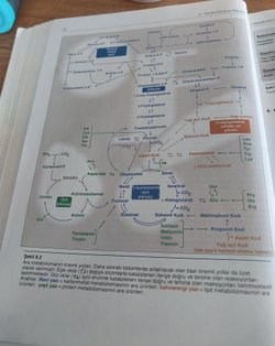 Vücudumuzdaki  metaboliksel olayların cok adımlı olmasının nedeni nedir?