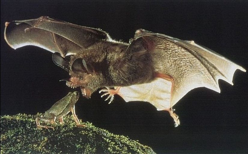 Anura Takımı'ndan bir kurbağa, Chiroptera Takımı'ndan bir yarasaya karşı... Karşı mı? Pek şansı yok gibi, kaçmak için çok geç, bu sebeple muhtemelen hayvanların ana tepkilerinden ilki olan